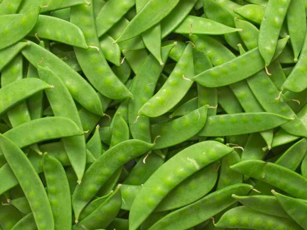 The Snow Pea Meru, Kenya from Kenya